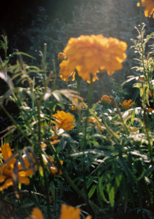 Silk Laundry 1996 Dress Marigold