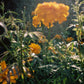Silk Laundry 1996 Dress Marigold